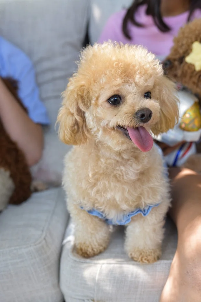 Birthday parties — close-up of a Star Poodlez